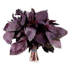 Базилик фиолетовый