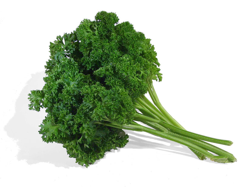 Петрушка кучерявая