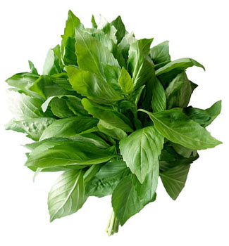 Базилик зеленый