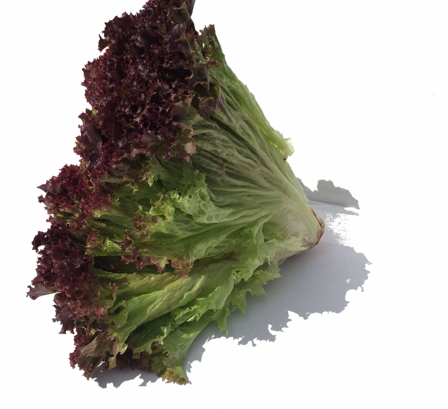 Лолла-Росса